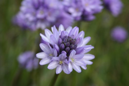 Dichelostemma congestumVuurwerkbloem bestellen